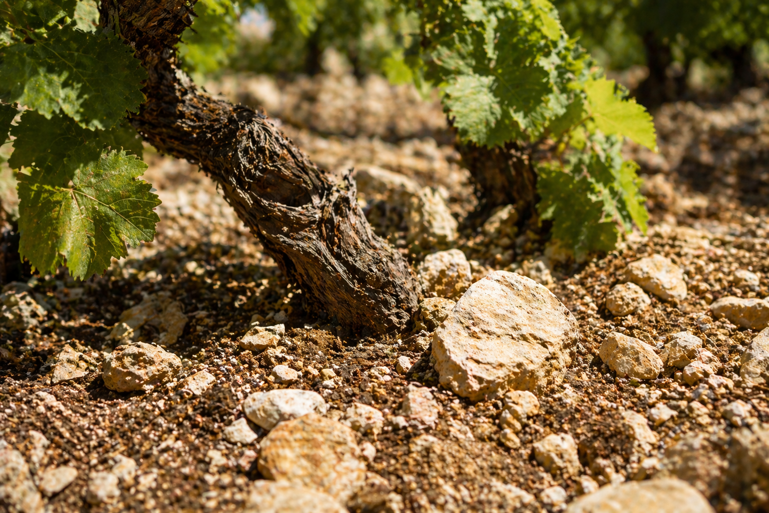 Terroir calcaire de la Côte de Beaune — vignes de Meursault